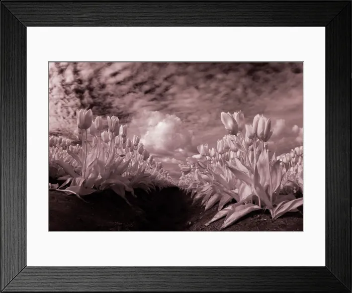 Framed Print : USA, Washington State, Skagit Valley, low angle of Tulip rows Date: 06-04-2006 Framed Print : USA, Washington State, Skagit Valley, low angle of Tulip rows Date: 06-04-2006