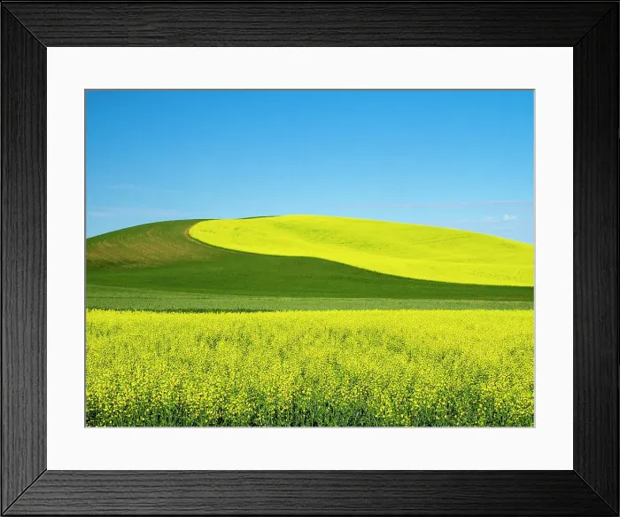 Framed Print : USA, Washington State, Palouse. Field of canola and wheat in full bloom Date: 14-06-2021 Framed Print : USA, Washington State, Palouse. Field of canola and wheat in full bloom Date: 14-06-2021
