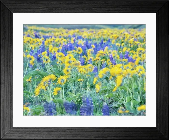 Framed Print : USA, Washington State. Arrowleaf balsamroot and lupine Date: 22-04-2021 Framed Print : USA, Washington State. Arrowleaf balsamroot and lupine Date: 22-04-2021