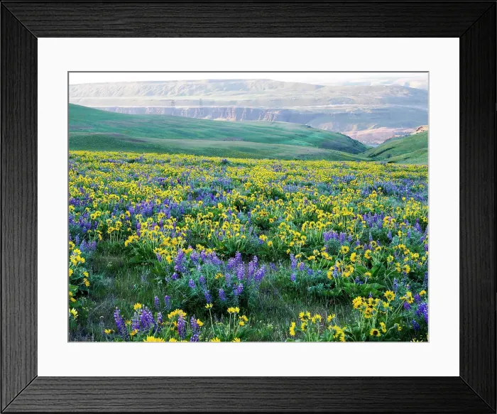 Framed Print : USA, Washington State. Arrowleaf balsamroot and lupine Date: 22-04-2021 Framed Print : USA, Washington State. Arrowleaf balsamroot and lupine Date: 22-04-2021