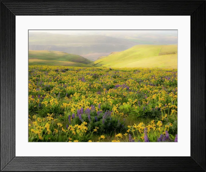 Framed Print : USA, Washington State. Arrowleaf balsamroot and lupine Date: 23-04-2021 Framed Print : USA, Washington State. Arrowleaf balsamroot and lupine Date: 23-04-2021