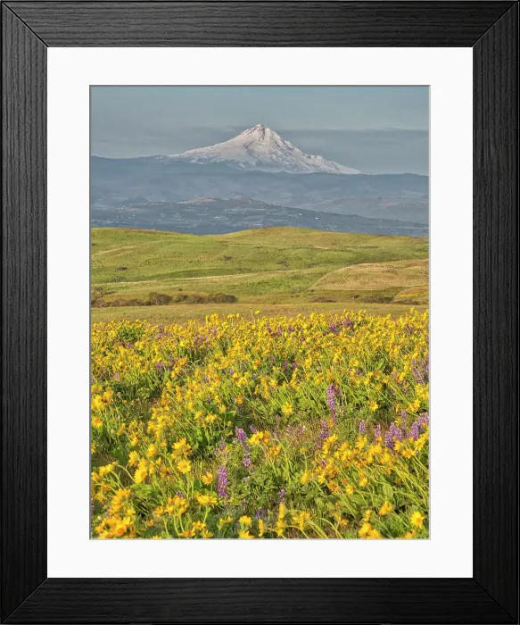 Framed Print : USA, Washington State. Arrowleaf balsamroot and lupine with Mount Hood in background Date: 23-04-2021 Framed Print : USA, Washington State. Arrowleaf balsamroot and lupine with Mount Hood in background Date: 23-04-2021