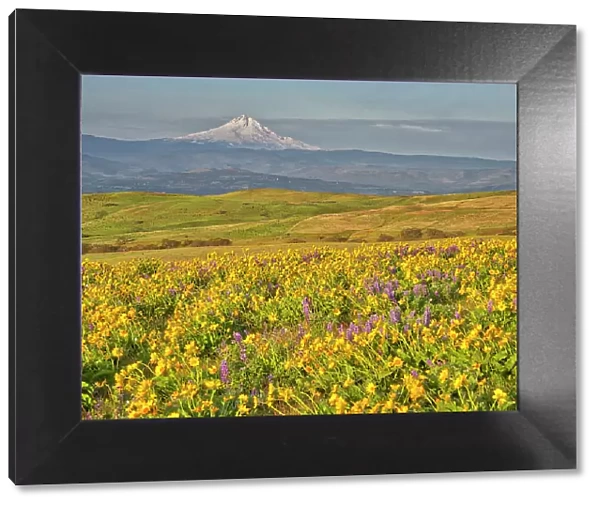 USA, Washington State. Arrowleaf balsamroot and lupine with Mount Hood in background Date: 23-04-2021