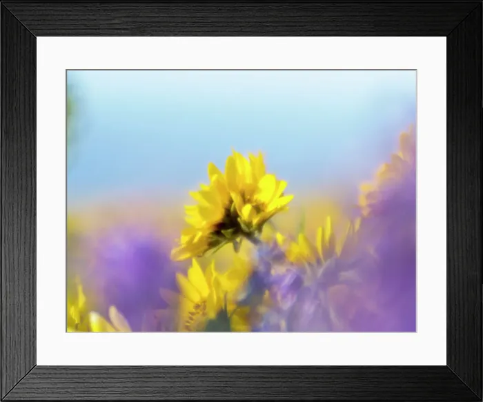 Framed Print : USA, Washington State. Close-up of Arrowleaf Balsamroot and lupine Date: 23-04-2021 Framed Print : USA, Washington State. Close-up of Arrowleaf Balsamroot and lupine Date: 23-04-2021