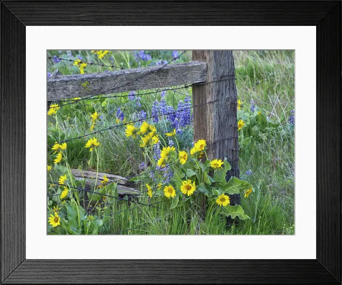 Framed Print : USA, Washington State. Fence line with spring wildflowers Date: 22-04-2021 Framed Print : USA, Washington State. Fence line with spring wildflowers Date: 22-04-2021