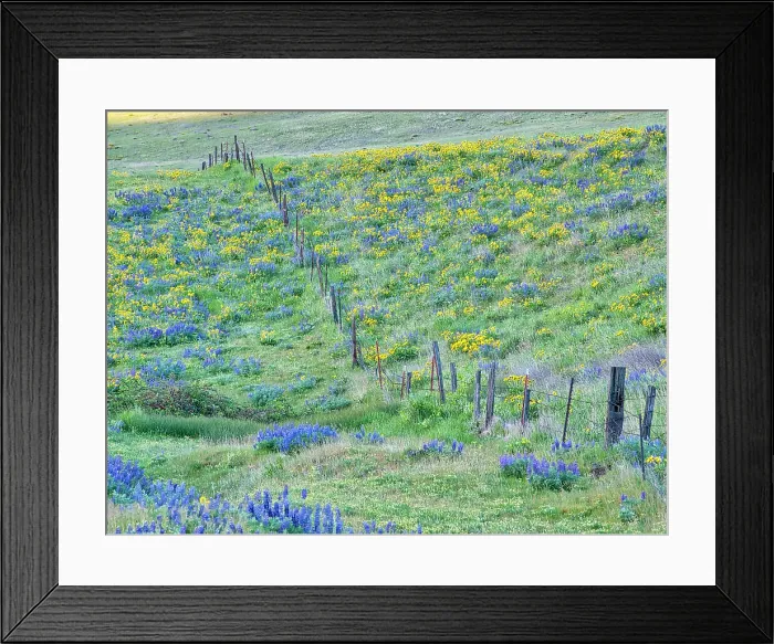 Framed Print : USA, Washington State. Fence line with spring wildflowers Date: 22-04-2021 Framed Print : USA, Washington State. Fence line with spring wildflowers Date: 22-04-2021