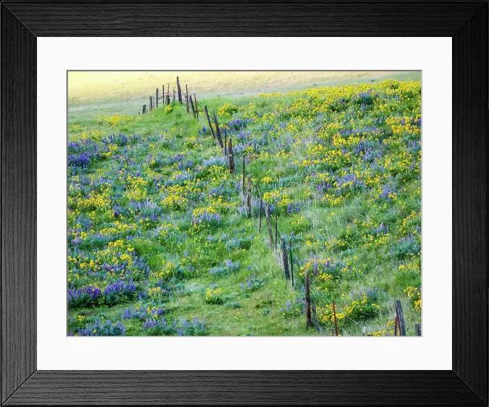 Framed Print : USA, Washington State. Fence line with spring wildflowers Date: 22-04-2021 Framed Print : USA, Washington State. Fence line with spring wildflowers Date: 22-04-2021