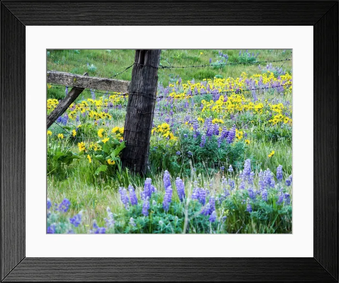 Framed Print : USA, Washington State. Fence line with spring wildflowers Date: 22-04-2021 Framed Print : USA, Washington State. Fence line with spring wildflowers Date: 22-04-2021