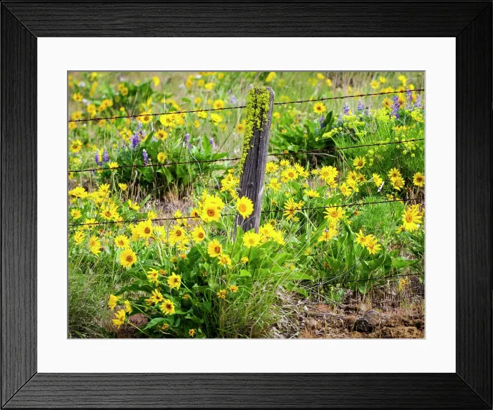 Framed Print : USA, Washington State. Fence line with spring wildflowers Date: 23-04-2021