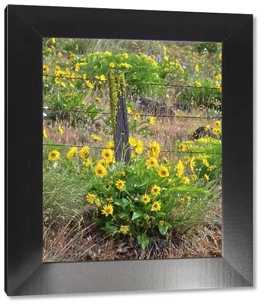 USA, Washington State. Fence line and wildflowers Date: 23-04-2021