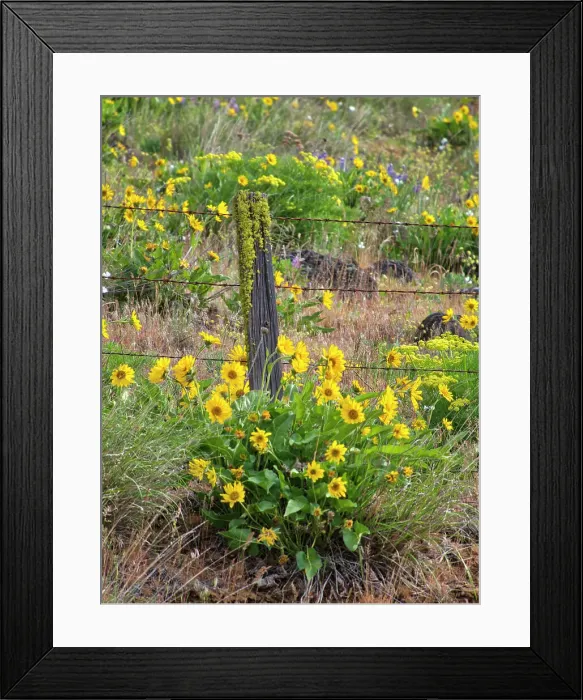 Framed Print : USA, Washington State. Fence line and wildflowers Date: 23-04-2021 Framed Print : USA, Washington State. Fence line and wildflowers Date: 23-04-2021