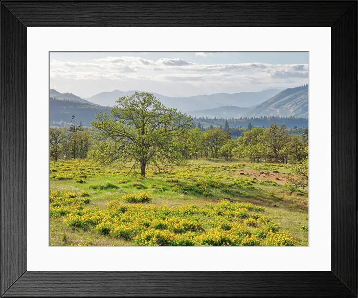 Framed Print : USA, Washington State. Lone Oak Tree in field of wildflowers Date: 22-04-2021 Framed Print : USA, Washington State. Lone Oak Tree in field of wildflowers Date: 22-04-2021
