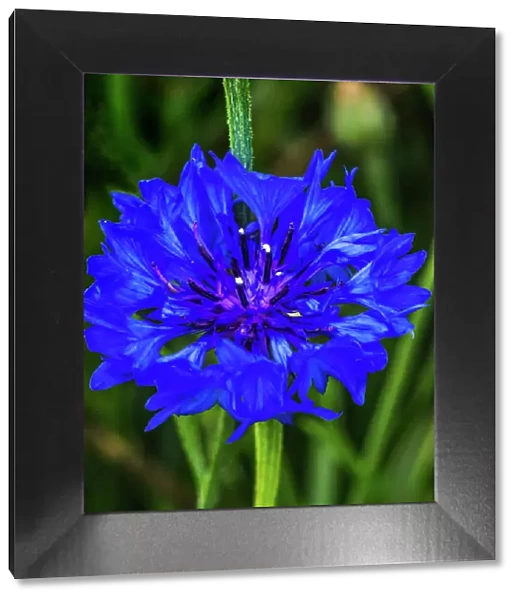 Colorful blue Bachelor's Button Cornflower blooming. Native to Europe now all over the World Date: 04-02-2021