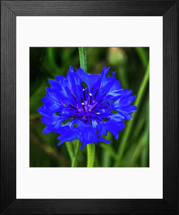 Framed Print : Colorful blue Bachelor's Button Cornflower blooming. Native to Europe now all over the World Date: 04-02-2021