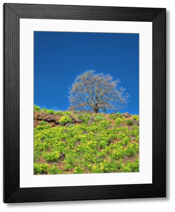 Framed Print : USA, Washington State. Lone Tree on hillside with spring wildflowers Date: 21-04-2021