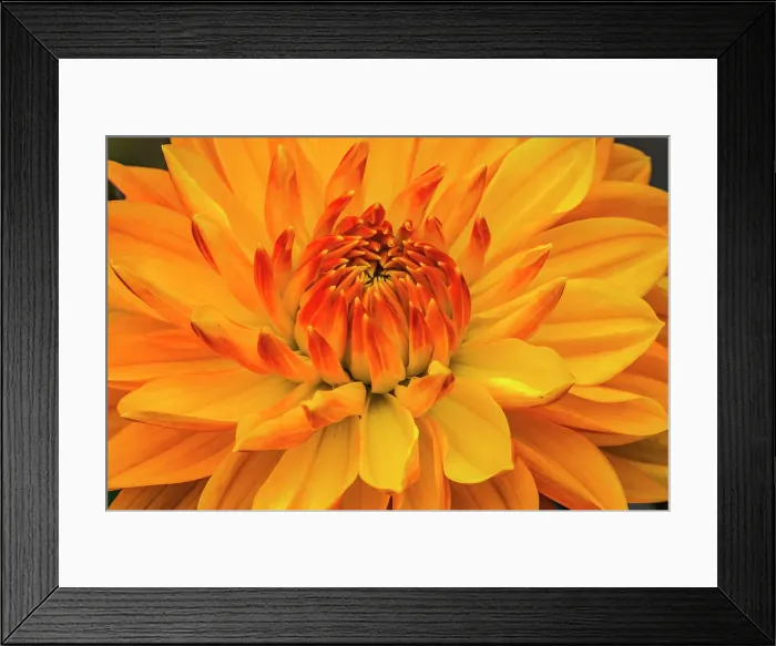 Framed Print : Yellow, orange dahlia blooming macro. Date: 05-02-2021 Framed Print : Yellow, orange dahlia blooming macro. Date: 05-02-2021
