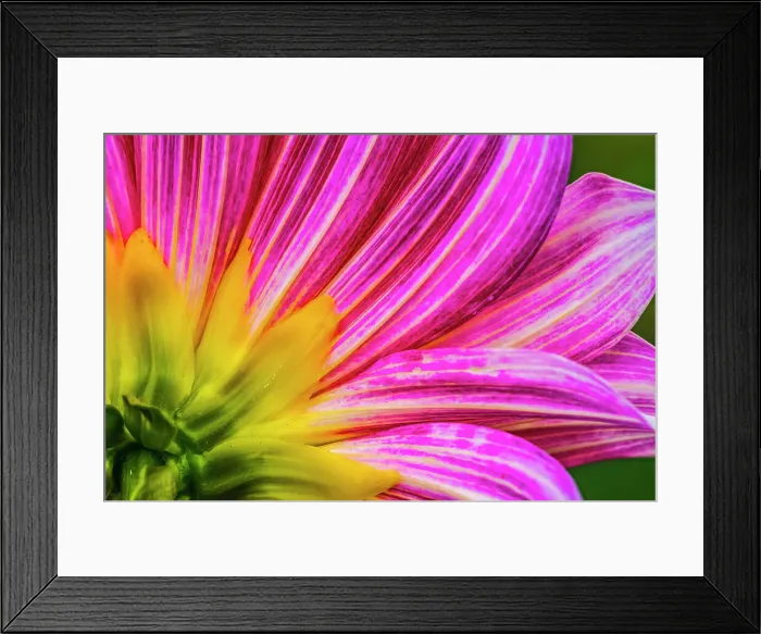 Framed Print : Pink purple dahlia petals blooming macro. Dahlia named Brushstrokes Date: 05-02-2021 Framed Print : Pink purple dahlia petals blooming macro. Dahlia named Brushstrokes Date: 05-02-2021