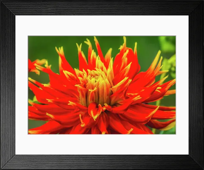 Framed Print : Red yellow orange dinnerplate dahlia blooming. Dahlia named Show N Tell Date: 07-02-2021 Framed Print : Red yellow orange dinnerplate dahlia blooming. Dahlia named Show N Tell Date: 07-02-2021