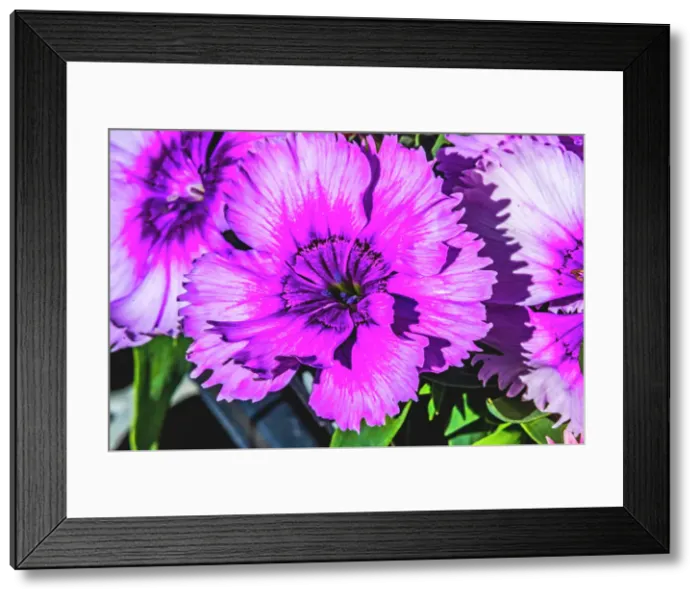 Framed Print : Purple Lobelia, Bellevue, Washington State Date: 04-02-2021