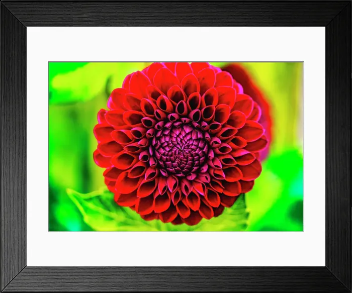 Framed Print : Dark red pompom ball dahlia blooming. Dahlia named Jessie G Date: 07-02-2021 Framed Print : Dark red pompom ball dahlia blooming. Dahlia named Jessie G Date: 07-02-2021