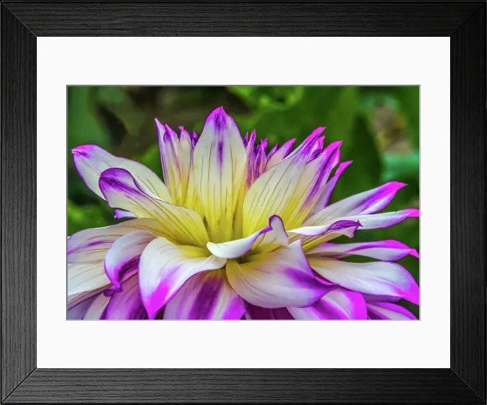 Framed Print : Blue purple white Dinnerplate AA dahlia blooming. Dahlia named Ferncliff Illusion Date: 07-02-2021 Framed Print : Blue purple white Dinnerplate AA dahlia blooming. Dahlia named Ferncliff Illusion Date: 07-02-2021