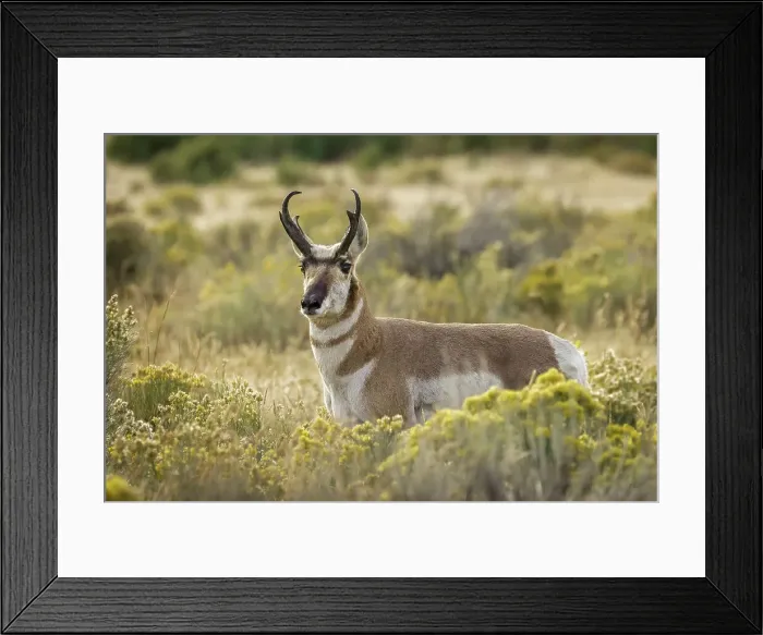 Framed Print : Adult male pronghorn, Yellowstone National Park, Wyoming Date: 19-09-2020