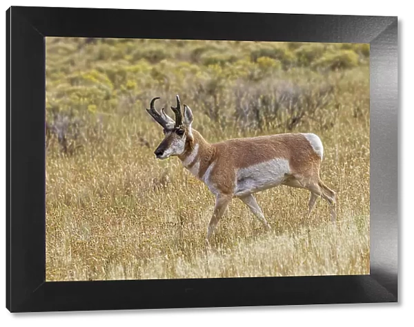 Adult male pronghorn, Yellowstone National Park, Wyoming Date: 19-09-2020