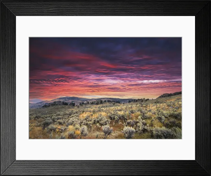 Framed Print : Mountain big sagebrush at sunrise, Lamar Valley, Yellowstone National Park, Wyoming Date: 19-09-2020 Framed Print : Mountain big sagebrush at sunrise, Lamar Valley, Yellowstone National Park, Wyoming Date: 19-09-2020