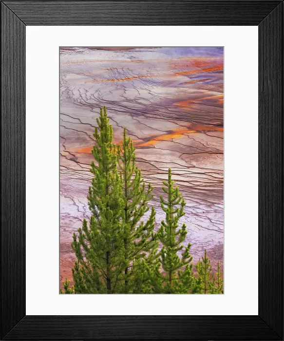 Framed Print : Elevated view of Grand Prismatic spring and colorful bacterial mat, Yellowstone National Park, Wyoming Date: 24-09-2020 Framed Print : Elevated view of Grand Prismatic spring and colorful bacterial mat, Yellowstone National Park, Wyoming Date: 24-09-2020