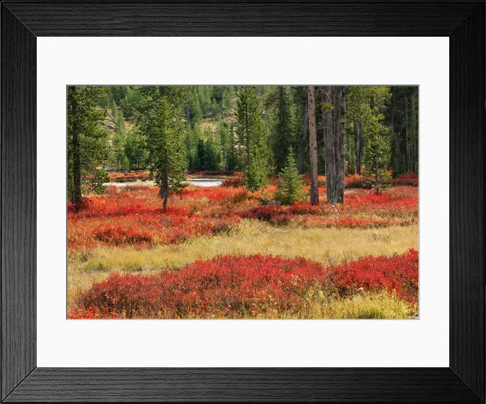 Framed Print : Blueberry leaves in autumn red coloration, Yellowstone National Park, Wyoming Date: 25-09-2020