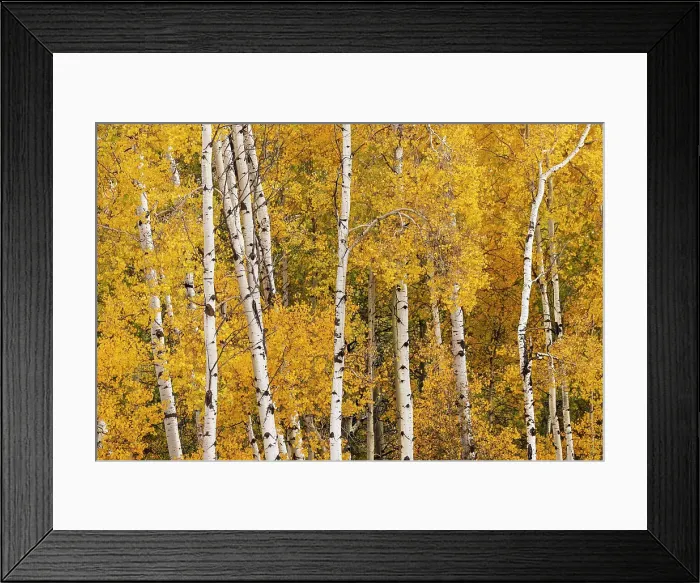 Framed Print : Pattern of white tree trunks among golden aspen leaves, Grand Teton National Park, Wyoming Date: 01-10-2020 Framed Print : Pattern of white tree trunks among golden aspen leaves, Grand Teton National Park, Wyoming Date: 01-10-2020