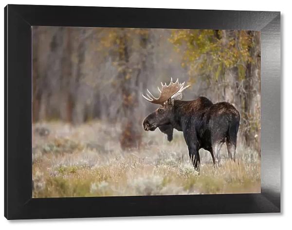 Bull moose, Grand Teton National Park, Wyoming Date: 01-10-2020