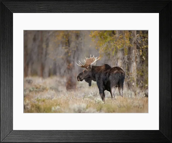 Framed Print : Bull moose, Grand Teton National Park, Wyoming Date: 01-10-2020 Framed Print : Bull moose, Grand Teton National Park, Wyoming Date: 01-10-2020