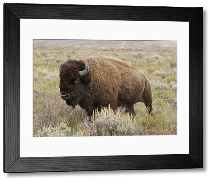 Framed Print : American Bison in sagebrush meadow. Grand Teton National Park Date: 01-10-2020 Framed Print : American Bison in sagebrush meadow. Grand Teton National Park Date: 01-10-2020