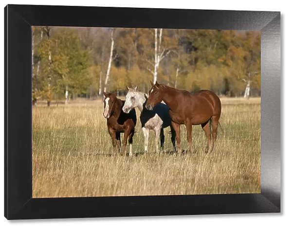 Horses just outside, Grand Teton National Park, Wyoming Date: 30-09-2020