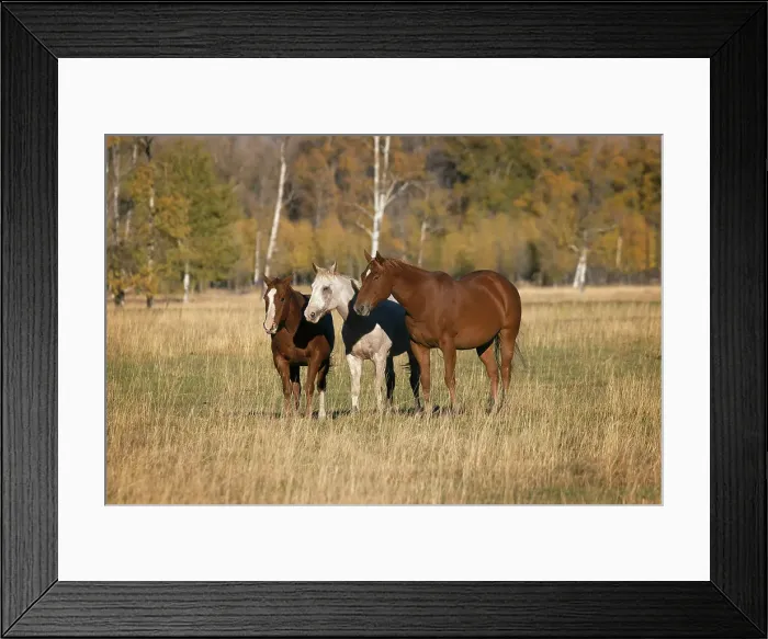 Framed Print : Horses just outside, Grand Teton National Park, Wyoming Date: 30-09-2020