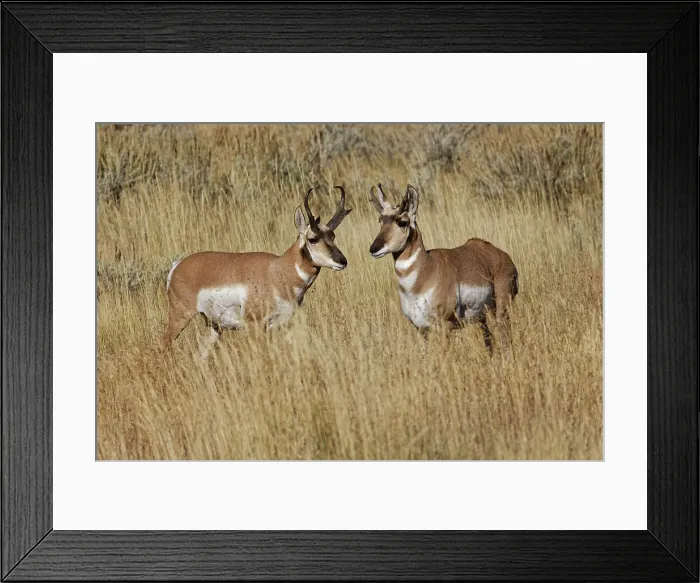 Framed Print : Male Pronghorn, Grand Teton National Park, Wyoming Date: 29-09-2020
