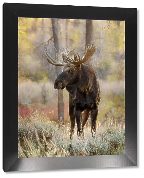 Bull moose in autumn, Grand Teton National Park, Wyoming Date: 02-10-2020