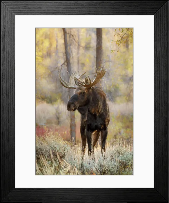 Framed Print : Bull moose in autumn, Grand Teton National Park, Wyoming Date: 02-10-2020