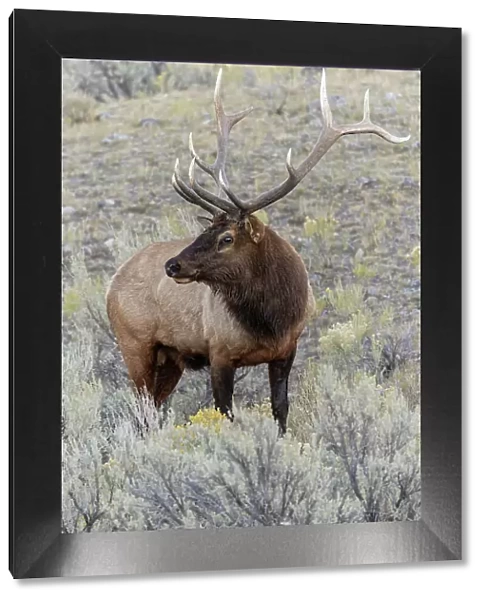 Bull elk or wapiti, Yellowstone National Park, Wyoming Date: 03-10-2021