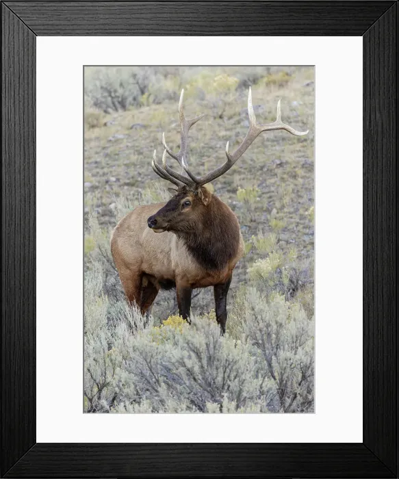 Framed Print : Bull elk or wapiti, Yellowstone National Park, Wyoming Date: 03-10-2021