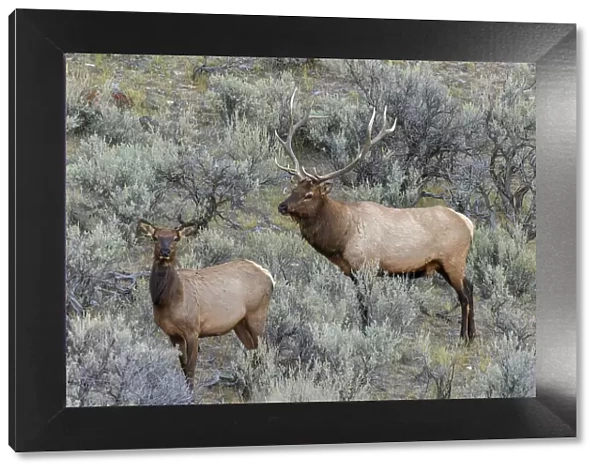 Bull elk approaching cow elk or wapiti, Yellowstone National Park, Wyoming Date: 04-10-2021