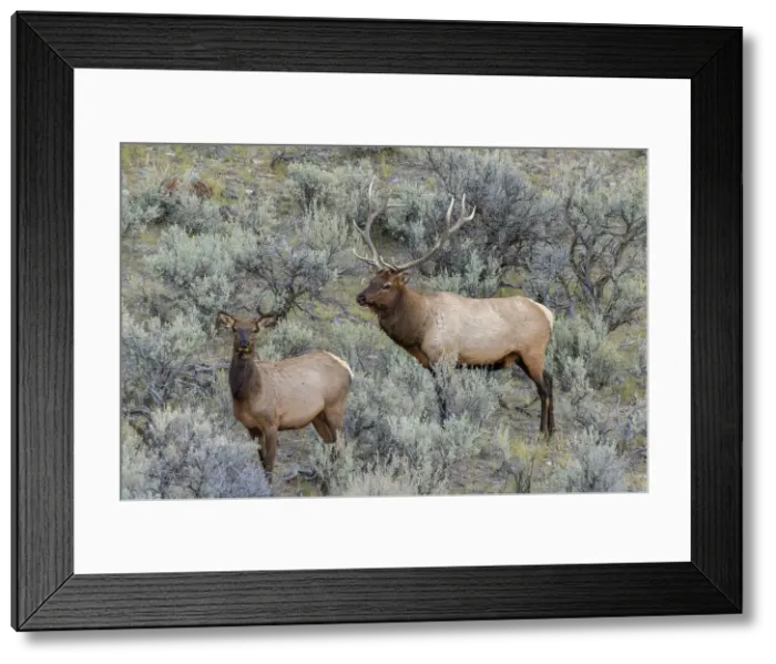 Framed Print : Bull elk approaching cow elk or wapiti, Yellowstone National Park, Wyoming Date: 04-10-2021