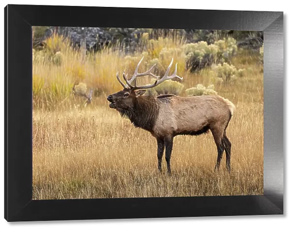 Bull elk bugling or wapiti, Yellowstone National Park, Wyoming Date: 04-10-2021