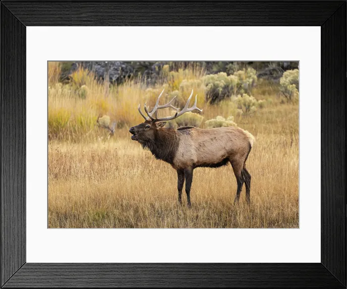 Framed Print : Bull elk bugling or wapiti, Yellowstone National Park, Wyoming Date: 04-10-2021 Framed Print : Bull elk bugling or wapiti, Yellowstone National Park, Wyoming Date: 04-10-2021