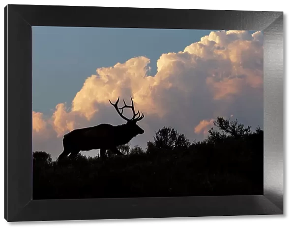 Bull elk or wapiti silhouetted on ridge at sunrise, Yellowstone National Park, Wyoming Date: 04-10-2021
