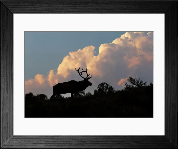 Framed Print : Bull elk or wapiti silhouetted on ridge at sunrise, Yellowstone National Park, Wyoming Date: 04-10-2021 Framed Print : Bull elk or wapiti silhouetted on ridge at sunrise, Yellowstone National Park, Wyoming Date: 04-10-2021