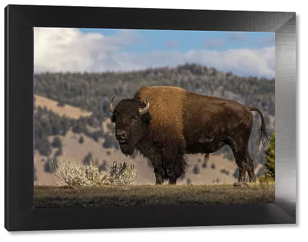 American Bison. Yellowstone National Park, Wyoming Date: 01-10-2021