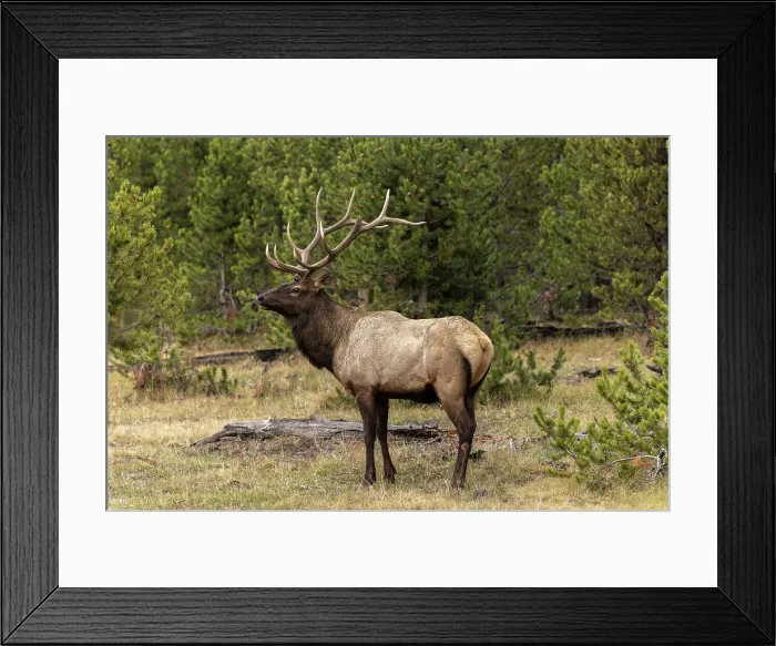 Framed Print : Bull elk or wapiti, Yellowstone National Park, Wyoming Date: 08-10-2021 Framed Print : Bull elk or wapiti, Yellowstone National Park, Wyoming Date: 08-10-2021