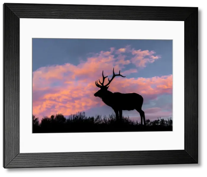 Framed Print : Bull elk or wapiti silhouetted on ridge top, Yellowstone National Park, Wyoming Date: 06-10-2021 Framed Print : Bull elk or wapiti silhouetted on ridge top, Yellowstone National Park, Wyoming Date: 06-10-2021